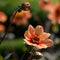 Plant in a Box - Dahliaknollen - Set van 3 - Dahlia 'Happy Single' - Oranje