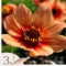 Plant in a Box - Dahliaknollen - Set van 3 - Dahlia 'Happy Single' - Oranje