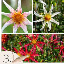 Plant in a Box - Dahliaknollen - Set van 3 - Dahlia 'Honka Dark', 'Honka Fragile'