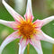 Plant in a Box - Dahliaknollen - Set van 3 - Dahlia 'Honka Dark', 'Honka Fragile'