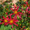 Plant in a Box - Dahliaknollen - Set van 3 - Dahlia 'Honka Dark', 'Honka Fragile'