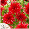 Plant in a Box - Dahliaknollen - Set van 3 - Dahlia 'Labyrinth Red' - Rood