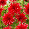 Plant in a Box - Dahliaknollen - Set van 3 - Dahlia 'Labyrinth Red' - Rood