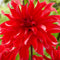 Plant in a Box - Dahliaknollen - Set van 3 - Dahlia 'Labyrinth Red' - Rood