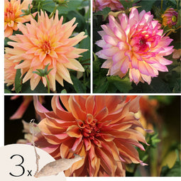 Plant in a Box - Dahliaknollen - Set van 3 - Dahlia 'Labyrinth', 'Labyrint Twotone' - Paars