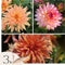 Plant in a Box - Dahliaknollen - Set van 3 - Dahlia 'Labyrinth', 'Labyrint Twotone' - Paars