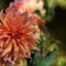 Plant in a Box - Dahliaknollen - Set van 3 - Dahlia 'Labyrinth', 'Labyrint Twotone' - Paars