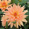 Plant in a Box - Dahliaknollen - Set van 3 - Dahlia 'Labyrinth', 'Labyrint Twotone' - Paars