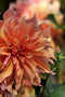 Plant in a Box - Dahliaknollen - Set van 3 - Dahlia 'Labyrinth', 'Labyrint Twotone' - Paars