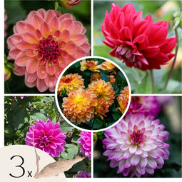 Plant in a Box - Dahliaknollen - Set van 3 - Dahlia 'Pacific Mix'