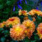 Plant in a Box - Dahliaknollen - Set van 3 - Dahlia 'Pacific Mix'