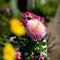 Plant in a Box - Dahliaknollen - Set van 3 - Dahlia 'Pacific Mix'