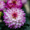 Plant in a Box - Dahliaknollen - Set van 3 - Dahlia 'Pacific Mix'