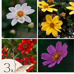 Plant in a Box - Dahliaknollen - Set van 3 - Dahlia 'Topmix'