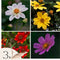 Plant in a Box - Dahliaknollen - Set van 3 - Dahlia 'Topmix'