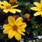 Plant in a Box - Dahliaknollen - Set van 3 - Dahlia 'Topmix'