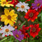 Plant in a Box - Dahliaknollen - Set van 3 - Dahlia 'Topmix'