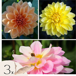 Plant in a Box - Dahliaknollen - Set van 3 - Dahlia 'Waterlily Mix'