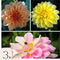 Plant in a Box - Dahliaknollen - Set van 3 - Dahlia 'Waterlily Mix'