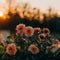 Plant in a Box - Dahliaknollen - Set van 3 - Dahlia 'Waterlily Mix'