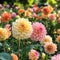 Plant in a Box - Dahliaknollen - Set van 3 - Dahlia 'Waterlily Mix'