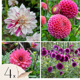 Plant in a Box - Dahliaknollen - Set van 4 - Dahlia 'Bouqet Sunrise'