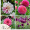 Plant in a Box - Dahliaknollen - Set van 4 - Dahlia 'Bouqet Sunrise'
