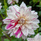 Plant in a Box - Dahliaknollen - Set van 4 - Dahlia 'Bouqet Sunrise'