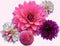 Plant in a Box - Dahliaknollen - Set van 4 - Dahlia 'Bouqet Sunrise'