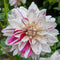 Plant in a Box - Dahliaknollen - Set van 4 - Dahlia 'Bouqet Sunrise'