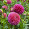 Plant in a Box - Dahliaknollen - Set van 4 - Dahlia 'Bouqet Sunrise'