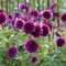 Plant in a Box - Dahliaknollen - Set van 4 - Dahlia 'Bouqet Sunrise'