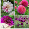 Plant in a Box - Dahliaknollen - Set van 4 - Dahlia 'Bouqet Sunrise'