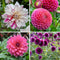 Plant in a Box - Dahliaknollen - Set van 4 - Dahlia 'Bouqet Sunrise'