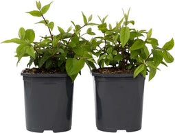 Plant in a Box - Deutzia x hybrida 'Strawberry Fields' - Set van 2 - Bloeiende Deutzia - Pot 17cm - Hoogte 25-40cm