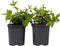 Plant in a Box - Deutzia x hybrida 'Strawberry Fields' - Set van 2 - Bloeiende Deutzia - Pot 17cm - Hoogte 25-40cm