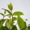 Plant in a Box - Deutzia x hybrida 'Strawberry Fields' - Set van 2 - Bloeiende Deutzia - Pot 17cm - Hoogte 25-40cm