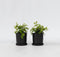 Plant in a Box - Deutzia x hybrida 'Strawberry Fields' - Set van 2 - Bloeiende Deutzia - Pot 17cm - Hoogte 25-40cm