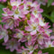 Plant in a Box - Deutzia x hybrida 'Strawberry Fields' - Set van 2 - Bloeiende Deutzia - Pot 17cm - Hoogte 25-40cm
