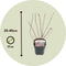 Plant in a Box - Deutzia x hybrida 'Strawberry Fields' - Set van 2 - Bloeiende Deutzia - Pot 17cm - Hoogte 25-40cm