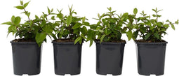 Plant in a Box - Deutzia x hybrida 'Strawberry Fields' - Set van 4 - Bloeiende Deutzia - Pot 17cm - Hoogte 25-40cm