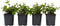 Plant in a Box - Deutzia x hybrida 'Strawberry Fields' - Set van 4 - Bloeiende Deutzia - Pot 17cm - Hoogte 25-40cm