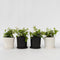 Plant in a Box - Deutzia x hybrida 'Strawberry Fields' - Set van 4 - Bloeiende Deutzia - Pot 17cm - Hoogte 25-40cm