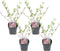 Plant in a Box - Deutzia x hybrida 'Strawberry Fields' - Set van 4 - Bloeiende Deutzia - Pot 17cm - Hoogte 25-40cm