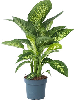 Plant in a Box - Dieffenbachia 'Tropic' - Kamerplant - Potmaat 24cm - Hoogte 70-80cm