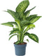 Plant in a Box - Dieffenbachia 'Tropic' - Kamerplant - Potmaat 24cm - Hoogte 70-80cm