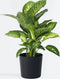 Plant in a Box - Dieffenbachia 'Tropic' - Kamerplant - Potmaat 24cm - Hoogte 70-80cm