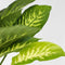 Plant in a Box - Dieffenbachia 'Tropic' - Kamerplant - Potmaat 24cm - Hoogte 70-80cm