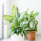 Plant in a Box - Dieffenbachia 'Tropic' - Kamerplant - Potmaat 24cm - Hoogte 70-80cm
