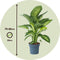 Plant in a Box - Dieffenbachia 'Tropic' - Kamerplant - Potmaat 24cm - Hoogte 70-80cm